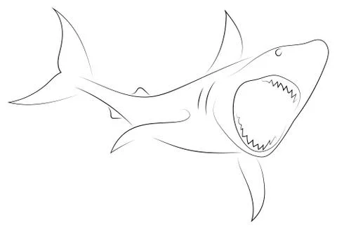 Black line shark attacks on white background. Shark. Sketch style. Vector gra 스톡 일러스트
