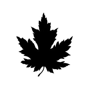 Black linear silhouette of maple leaf Stock Illustration