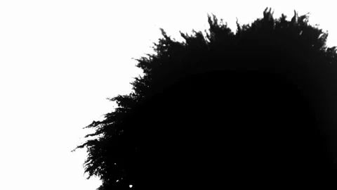 Black liquid ink blot spreading across a white background Stock Footage 329667691