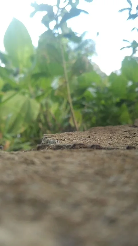 Black little ant Stock Footage 230767502
