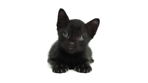 Black little kitten sitting down and looking at camera on a white backgroun. Stock Footage 198329538