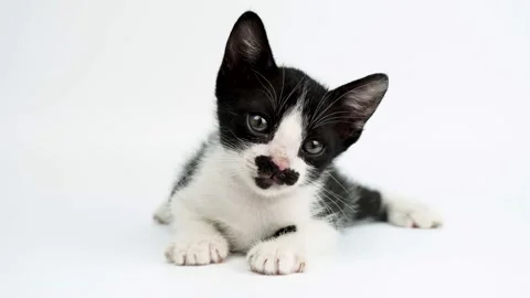Black little kitten sitting down and looking at camera on a white backgroun. Stock Footage 198329539