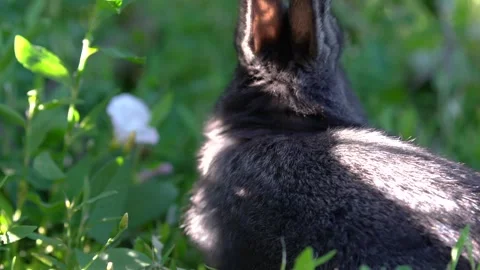 Black little rabbit in the grass Stock Footage 246062660