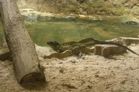 A black lizard basking on the shore of a small pond Stock Photos