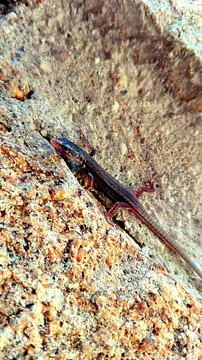 Black lizard Stock Photos