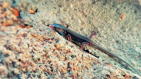 Black lizard Stock Photos