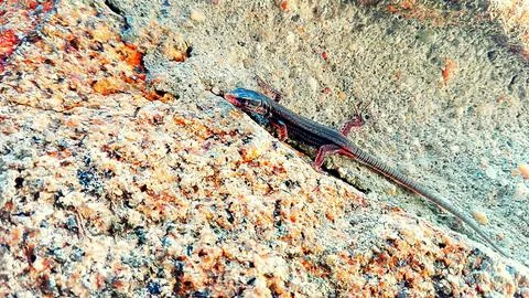 Black lizard Stock Photos