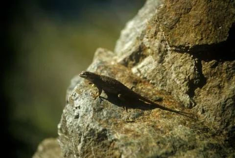 Black Lizard on a rock Foto stock