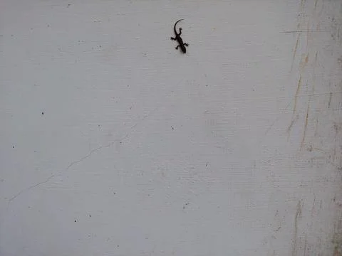 A black lizard on a white wall Stock Photos