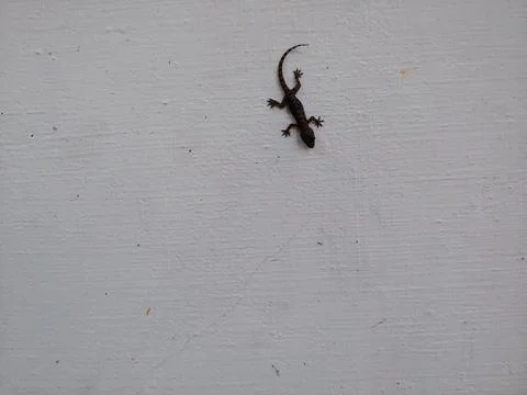 A black lizard on a white wall Stock Photos