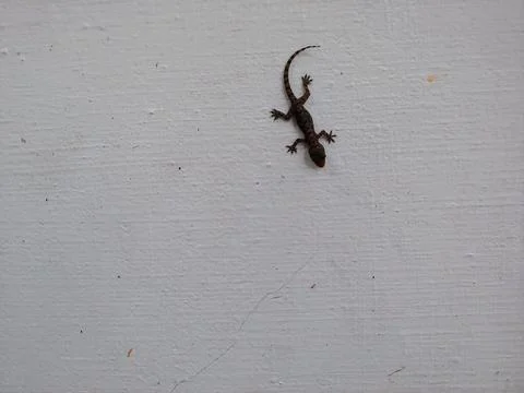 A black lizard on a white wall Stock Photos