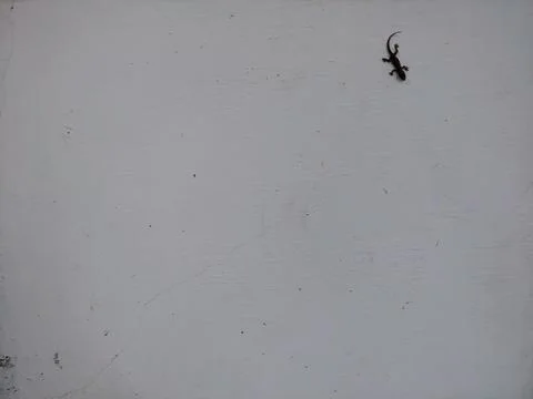 A black lizard on a white wall Stock Photos