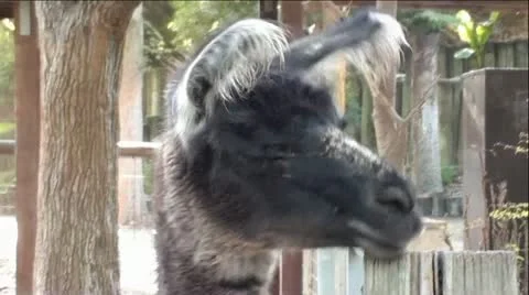 Black Llama Yawning Stock-Footage 12043950