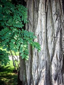 Black Locust Bark Stock Photos
