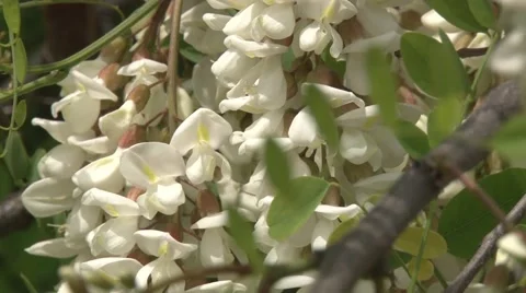 Black locust blooming branches Stock Footage 50577948