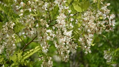 Black locust Stock Footage 130757137