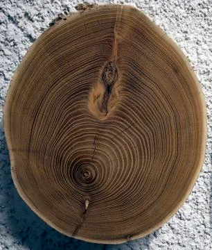The black locust Stock Photos
