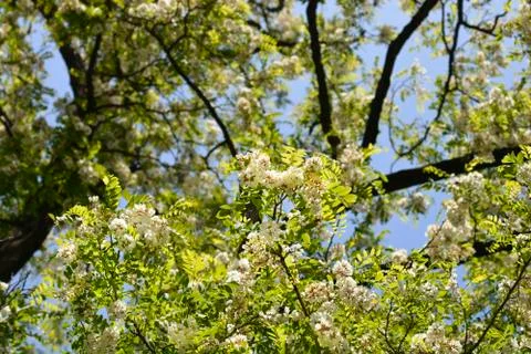 Black locust Stock Photos