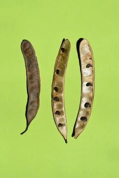 Black locust Stock Photos