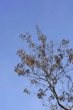 Black locust Stock Photos