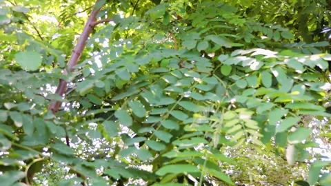 Black Locust Robinia compound leaves and thorny branches. Stock Footage 340397997