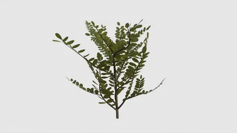 Black Locust Sapling blowing in the wind. Alpha Channel Stock Footage 309471116