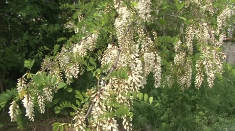 Black locust tree blossom Stock Footage 50577708