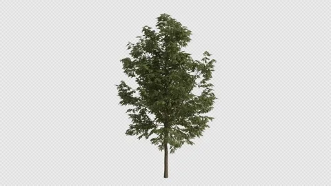 Black Locust Tree blowing in the wind. Alpha Channel. Loop Animation Stock Footage 280379962