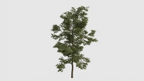 Black Locust Tree blowing in the wind. Alpha Channel. Loop Animation Video stock 280379964