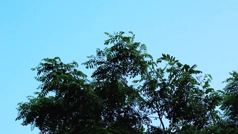 Black locust tree canopy moving in wind under clear blue sky Stock Footage 339206523