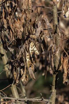 Black locust tree displaying dried seed pods and thorns during late autumn .. Stock Photos