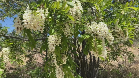 Black Locust tree flowers Stock Footage 214361665