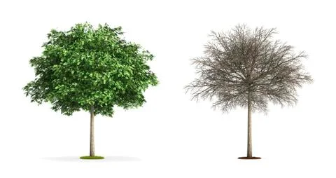 Black locust tree. Stock Illustration