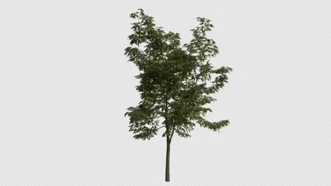 Black Locust Tree Swaying in Wind Loop Animation with Alpha Channel. Stock Footage 346280402