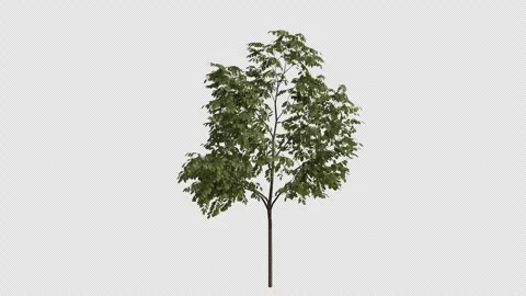 Black Locust Tree Swaying in Wind Loop Animation with Alpha Channel. Stock Footage 346282611