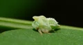 Black Locust Treehopper (Vanduzea arquata) Nymph 1 HD Footage