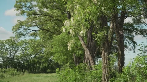 Black Locust Trees Blooming along Sunlit Rural Meadow Stock Footage 346495787