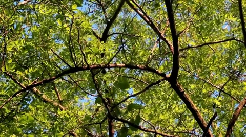 Black locust. Treetop Stock Footage 34747867
