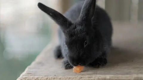 Black long ear rabbit chewing carrot slice , feeding farm bunny on nature in Stock-Footage 238995737