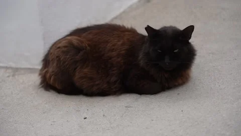 Black Long Haired Cat Resting on Concrete Surface Outdoors Vídeos de archivo 341293237