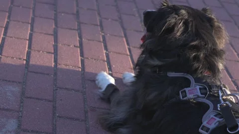 Black long-haired dog resting on brick pavement Stock-Footage 335377902