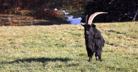 Black long haired goat with big horns standing and looking at the camera Stock Footage 239389984