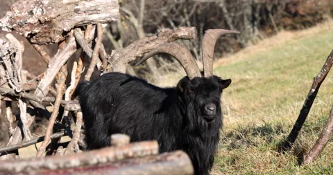 Black long haired goat with big horns on the grass and looking at the camera Vídeo Stock 239390180