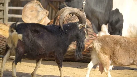 The black long horned goat following the brown goat Stock Footage