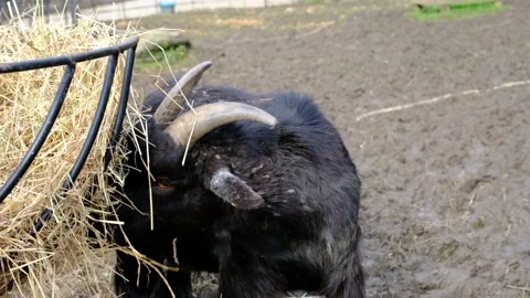 Black longhair goat pet eating hay on a farm outside. Animals and wildlife Stock-Footage 237637553