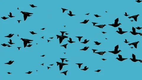 Black low poly bird flock silhouette flying on blue background Stockbeeldmateriaal 345641756