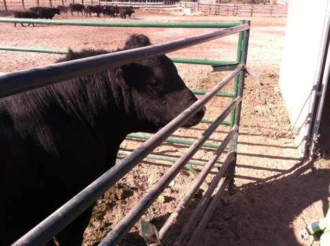 Black Lowline Cattle Stock Photos