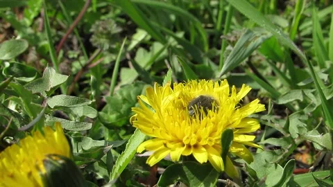 Black lumpy beetle takes off a yellow dandelion Stock Footage 152903423
