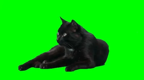Black lying cat Stock Footage 8564969