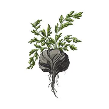 Black maca root with green leaves, hand drawn illustration in watercolor. Stock Illustration